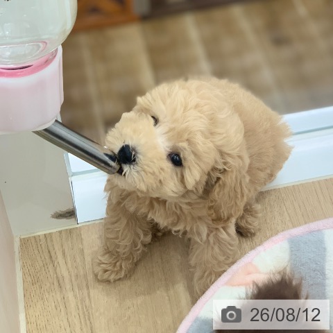 岐阜県のトイプードル(トイ) (ペットプラス 光ケ丘店/2026年6月4日生まれ/男の子/クリーム)の子犬の3枚目の画像