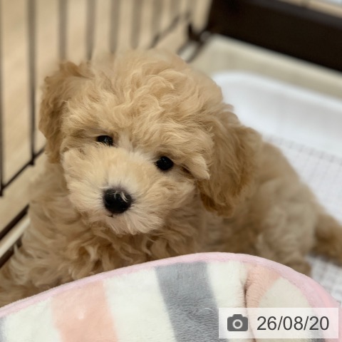 岐阜県のトイプードル(トイ) (ペットプラス 光ケ丘店/2026年6月4日生まれ/男の子/クリーム)の子犬の3枚目の画像