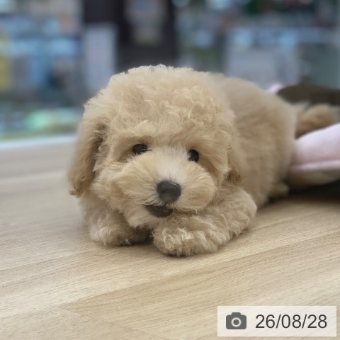 岐阜県のトイプードル(トイ) (ペットプラス 光ケ丘店/2026年6月4日生まれ/男の子/クリーム)の子犬の4枚目の画像