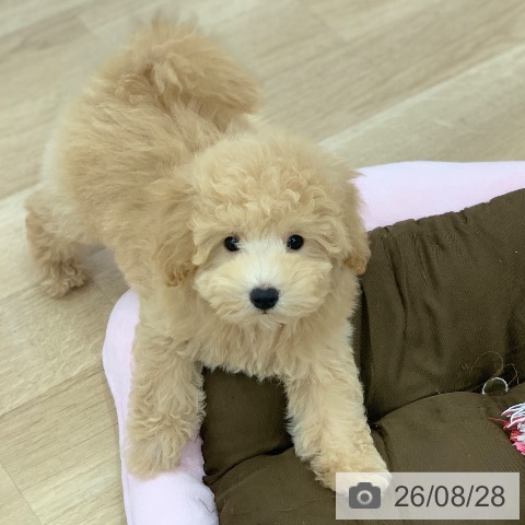 岐阜県のトイプードル(トイ) (ペットプラス 光ケ丘店/2026年6月4日生まれ/男の子/クリーム)の子犬の3枚目の画像