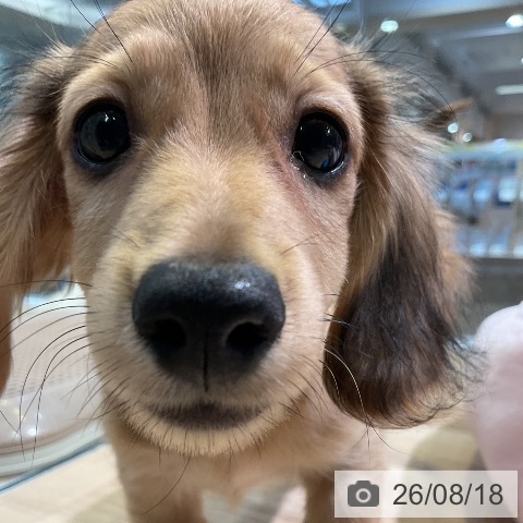 愛知県のカニンヘンダックスフンド(ロング) (ペットプラス 岡崎店/2026年5月29日生まれ/男の子/シェーデットイエロー)の子犬の4枚目の画像