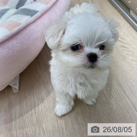 マルチーズの写真