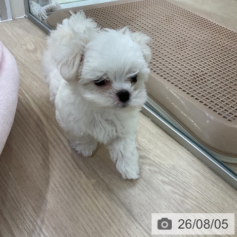 マルチーズの写真