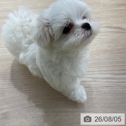 マルチーズの写真