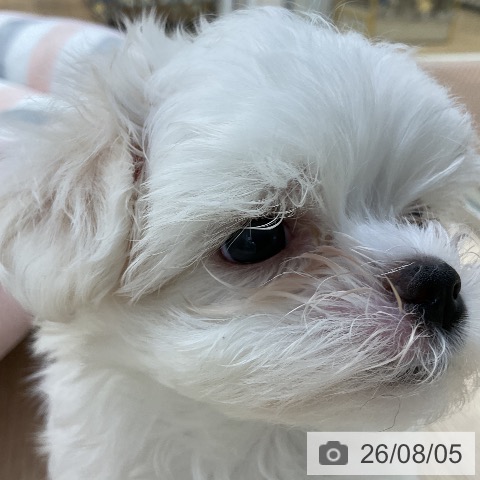マルチーズの写真