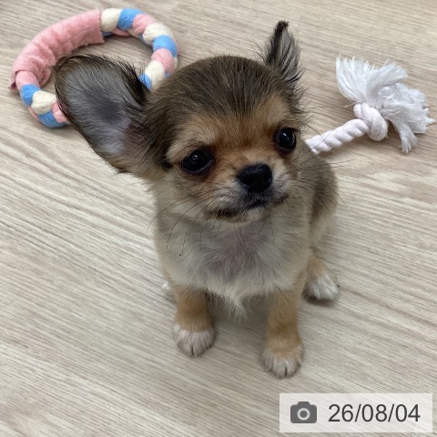 石川県のチワワ(ロング) (ペットプラス 白山店/2026年6月2日生まれ/女の子/レッド)の子犬の4枚目の画像