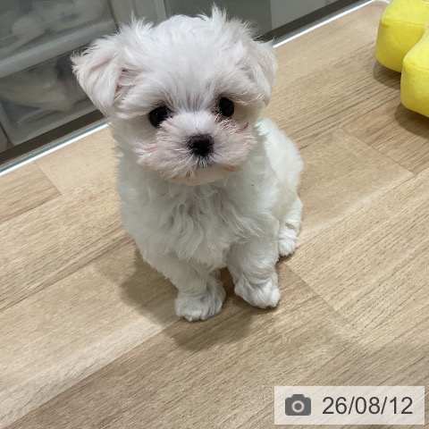三重県のマルチーズ (ペットプラス 鈴鹿店/2026年6月4日生まれ/女の子/ホワイト)の子犬の3枚目の画像