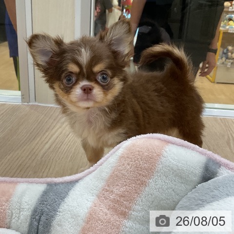 チワワの写真