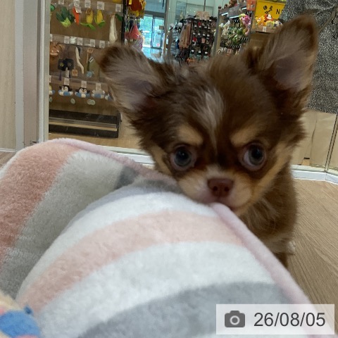 チワワの写真