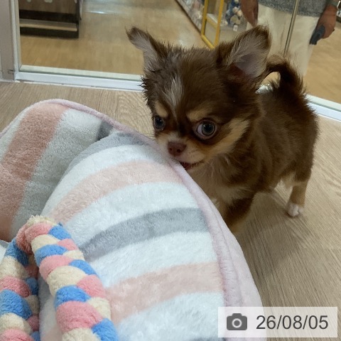 チワワの写真