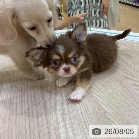 チワワの写真