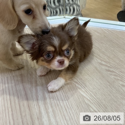 チワワの写真