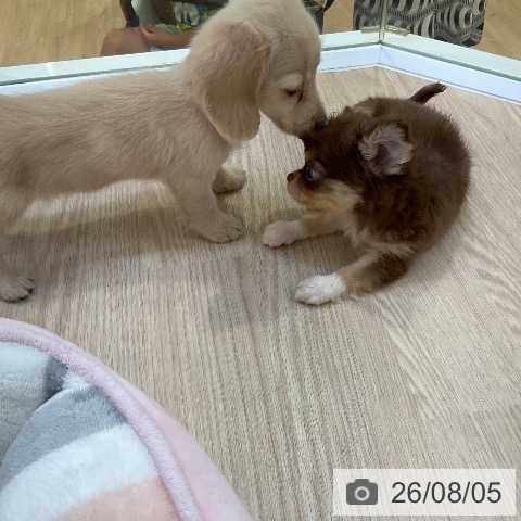 チワワの写真