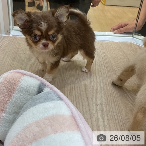 チワワの写真