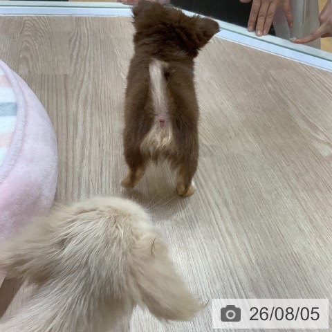 チワワの写真