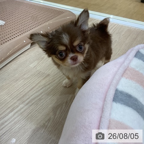 チワワの写真