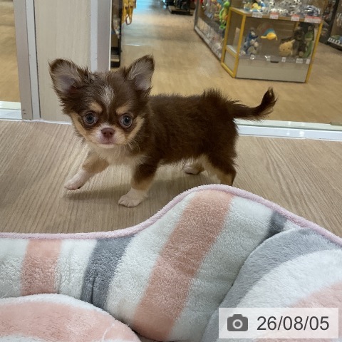 チワワの写真