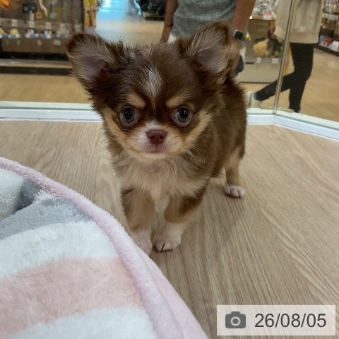 チワワの写真