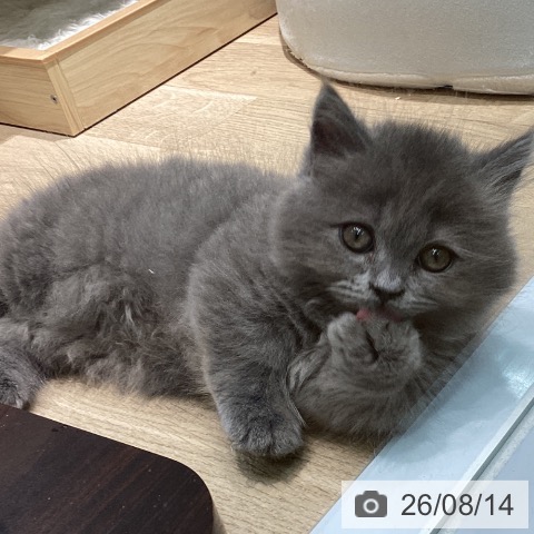 愛知県のマンチカン (ペットプラス 則武新町店/2026年6月1日生まれ/男の子/ブルータビー)の子猫の4枚目の画像