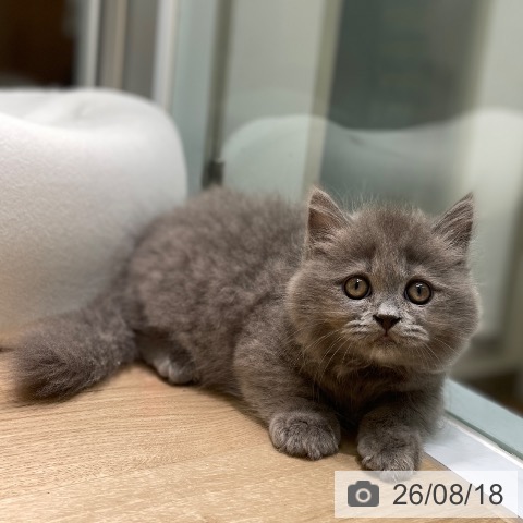愛知県のマンチカン (ペットプラス 則武新町店/2026年6月1日生まれ/男の子/ブルータビー)の子猫の4枚目の画像