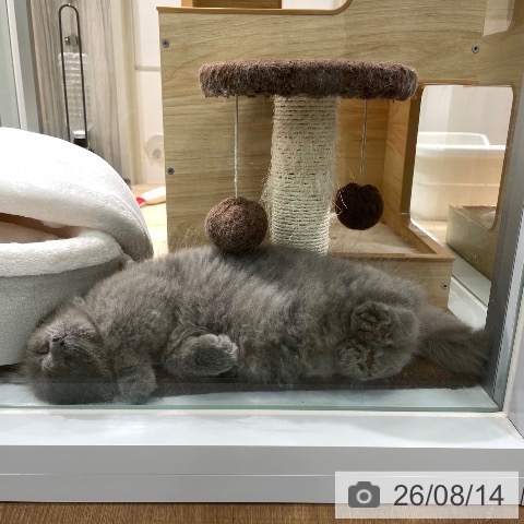 愛知県のマンチカン (ペットプラス 則武新町店/2026年6月1日生まれ/男の子/ブルータビー)の子猫の3枚目の画像
