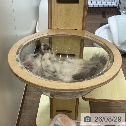 愛知県のラガマフィン (ペッツワン 東海店/2026年6月1日生まれ/女の子/シルバータビー)の子猫の4枚目の画像