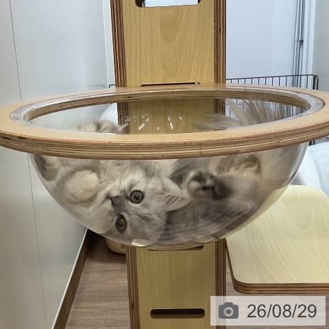 愛知県のラガマフィン (ペッツワン 東海店/2026年6月1日生まれ/女の子/シルバータビー)の子猫の3枚目の画像