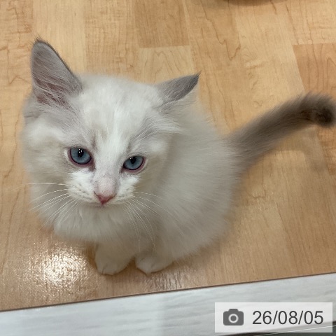 ラグドールの写真