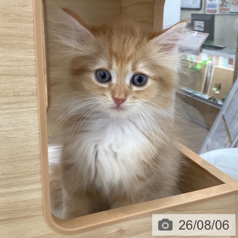 サイベリアンの写真
