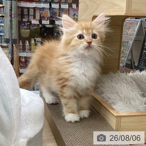 サイベリアンの写真