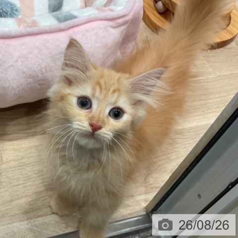 愛知県のサイベリアン (ペットプラス 東浦店/2026年6月3日生まれ/女の子/レッドタビー)の子猫の3枚目の画像