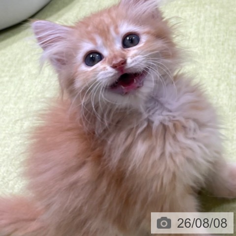 富山県のサイベリアン (ペットプラス 高岡店/2026年6月3日生まれ/女の子/レッドタビー)の子猫の4枚目の画像