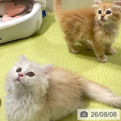富山県のサイベリアン (ペットプラス 高岡店/2026年6月3日生まれ/女の子/レッドタビー)の子猫の3枚目の画像