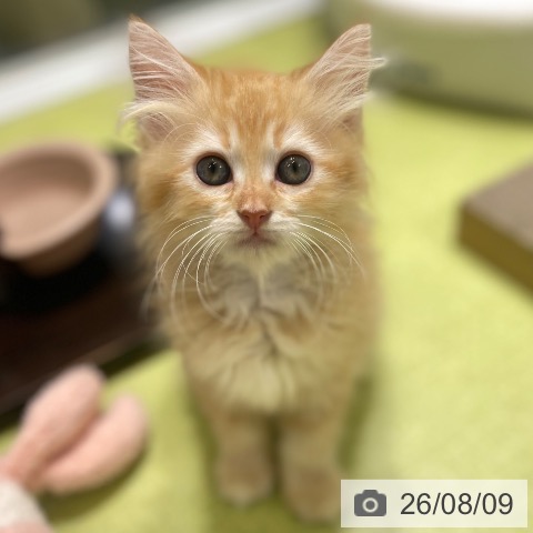富山県のサイベリアン (ペットプラス 高岡店/2026年6月3日生まれ/女の子/レッドタビー)の子猫の4枚目の画像