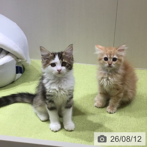 富山県のサイベリアン (ペットプラス 高岡店/2026年6月3日生まれ/女の子/レッドタビー)の子猫の3枚目の画像