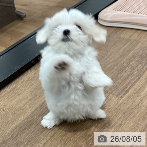 マルチーズの写真
