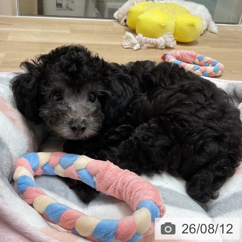 三重県のトイプードル(トイ) (ペットプラス 鈴鹿店/2026年6月1日生まれ/男の子/シルバー)の子犬の4枚目の画像