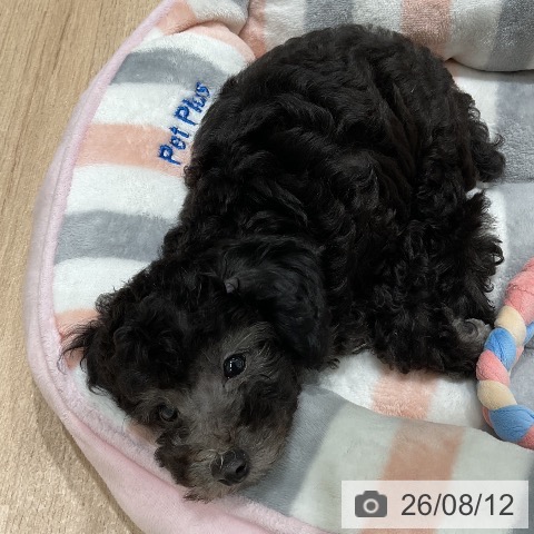三重県のトイプードル(トイ) (ペットプラス 鈴鹿店/2026年6月1日生まれ/男の子/シルバー)の子犬の3枚目の画像