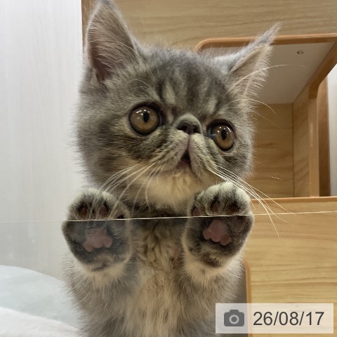 愛知県のエキゾチック (ペットプラス 岡崎店/2026年6月2日生まれ/男の子/ブルータビー)の子猫の4枚目の画像