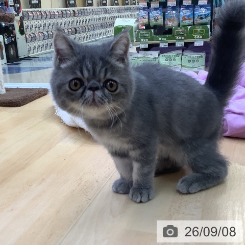 愛知県のエキゾチック (ペットプラス 三好店/2026年6月2日生まれ/男の子/ブルータビー)の子猫の4枚目の画像
