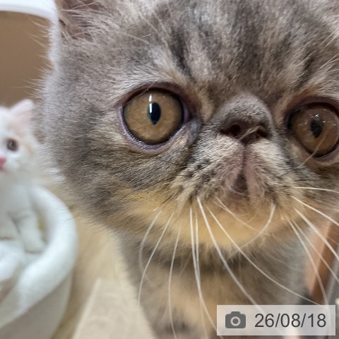 愛知県のエキゾチック (ペットプラス 岡崎店/2026年6月2日生まれ/男の子/ブルータビー)の子猫の3枚目の画像