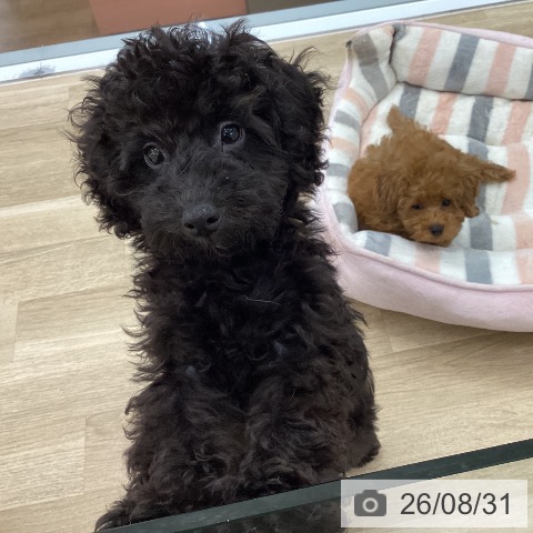 愛知県のトイプードル(トイ) (ペットプラス みなと店/2026年5月30日生まれ/男の子/ブラック)の子犬の3枚目の画像