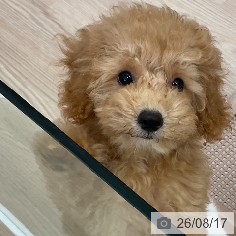 福井県のトイプードル(トイ) (ペットプラス 福井店/2026年5月30日生まれ/女の子/アプリコット)の子犬の4枚目の画像