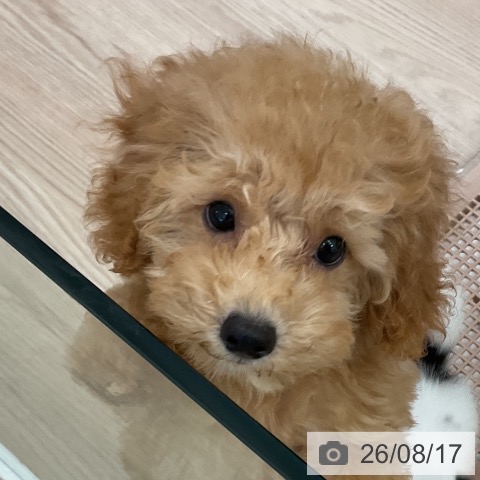 福井県のトイプードル(トイ) (ペットプラス 福井店/2026年5月30日生まれ/女の子/アプリコット)の子犬の3枚目の画像