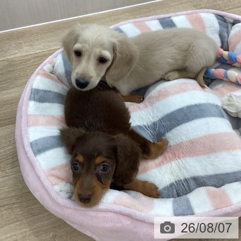 ミニチュア・ダックスフンドの写真