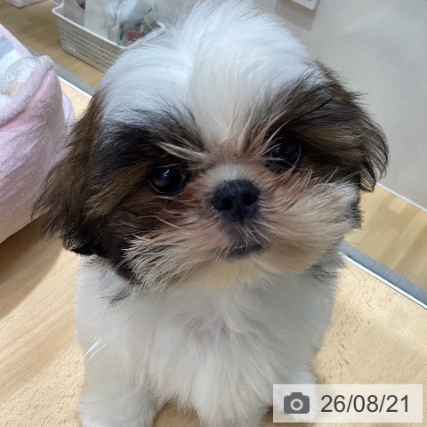 石川県のシーズー (ペットプラス 新小松店/2026年6月5日生まれ/男の子/ゴールドホワイト)の子犬の3枚目の画像