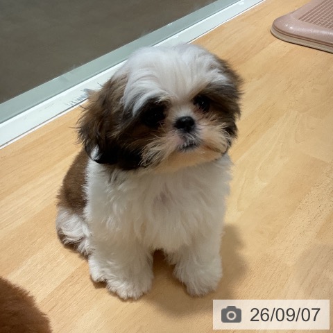 福井県のシーズー (ペットプラス 福井店/2026年6月5日生まれ/男の子/ゴールドホワイト)の子犬の4枚目の画像