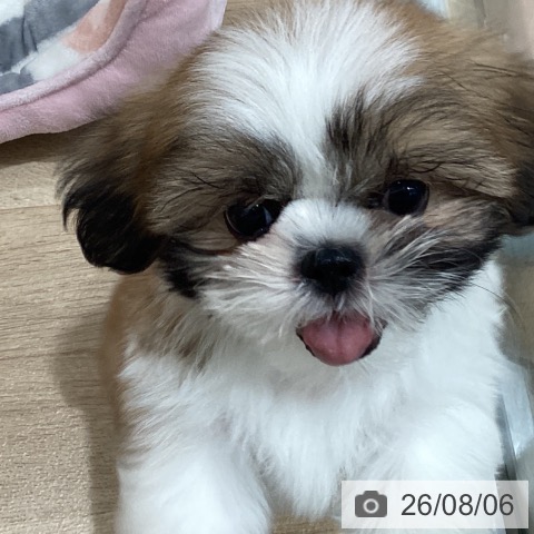 愛知県のシーズー (ペットプラス 東浦店/2026年5月30日生まれ/男の子/ゴールドホワイト)の子犬の4枚目の画像