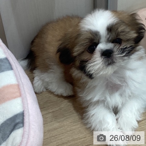 愛知県のシーズー (ペットプラス 東浦店/2026年5月30日生まれ/男の子/ゴールドホワイト)の子犬の3枚目の画像