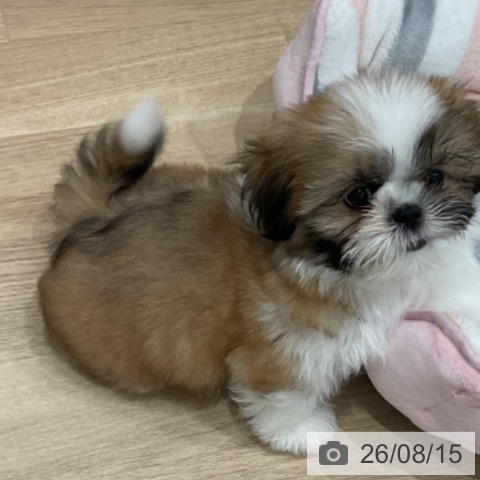 愛知県のシーズー (ペットプラス 東浦店/2026年5月30日生まれ/男の子/ゴールドホワイト)の子犬の3枚目の画像